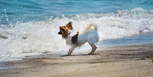 Chihuahua Dog Playing with the Water on the Beach.Dog and Sea