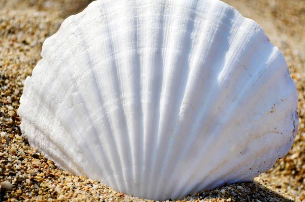 Seashells Sand Summer Holiday — Stock Photo, Image