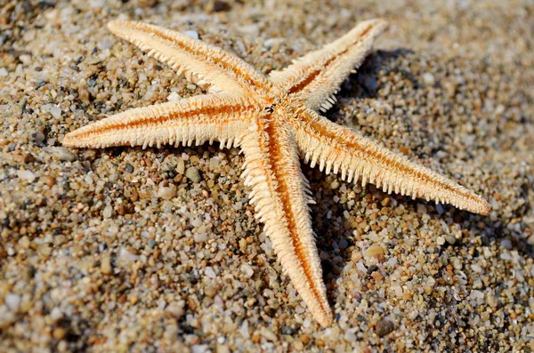 Seashells Sand Summer Holiday — Stock Photo, Image