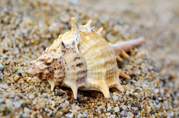 Seashells Sand Summer Holiday — Stock Photo, Image