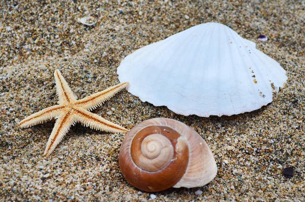 Seashells Sand Summer Holiday — Stock Photo, Image
