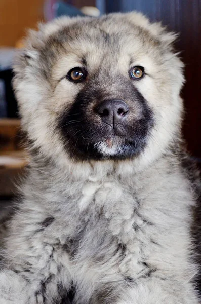 Fluffy Caucasian Baby Shepherd Dog — Stock Photo, Image