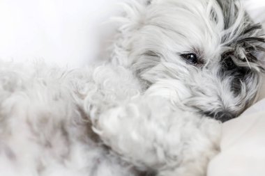 Beyaz Havan Köpeği Yatakta Uyuyor 