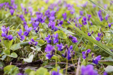 Baharda Yeşil Çayırda Aromatik Mor Çiçekler