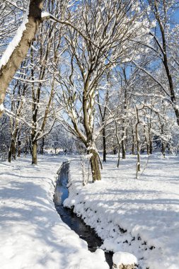 Güneşli bir günde, kar ve nehirle kaplı ağaç dallarıyla güzel bir kış manzarası. 