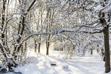 Güneşli bir günde güzel bir kış manzarası Ağaç dalları karla kaplı