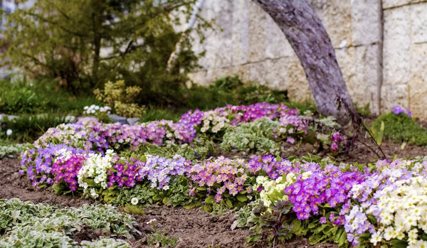 Flores Prímulas Floreciendo Jardín Primavera — Foto de Stock