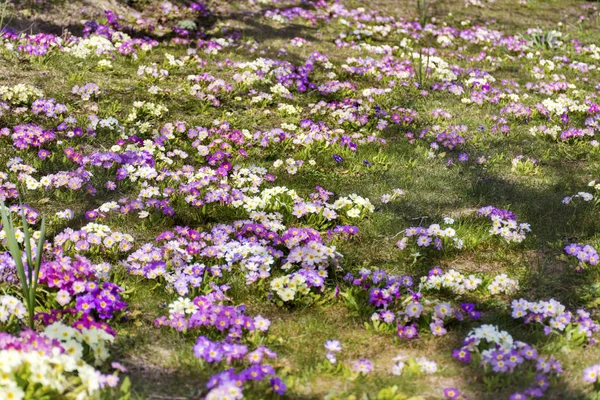 Primrozen Bloemen Bloeiend Een Lentetuin — Stockfoto