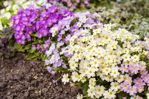 Primrózsa Virágzik Tavaszi Kertben — Stock Fotó