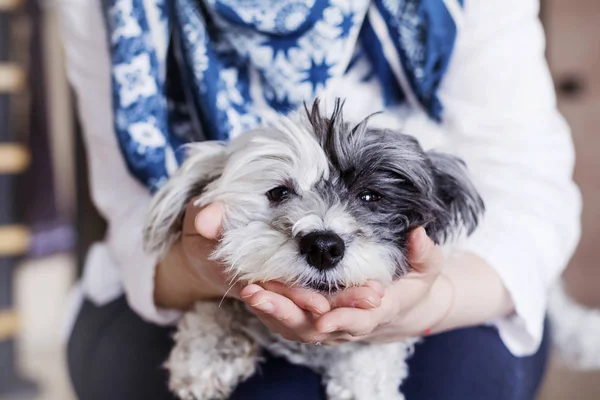 Woman Hugging Her Havanese Dog Home — Stock Photo, Image