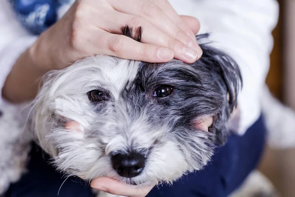 Ölelgeti Havanese Dog Otthon — Stock Fotó