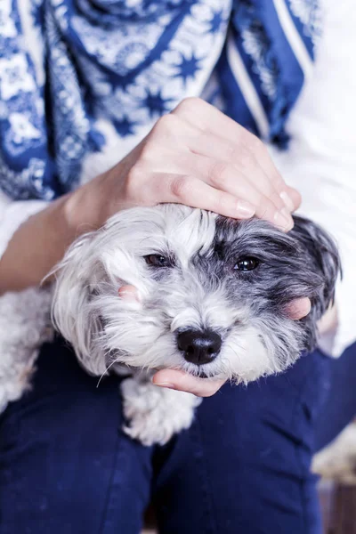 Ölelgeti Havanese Dog Otthon — Stock Fotó