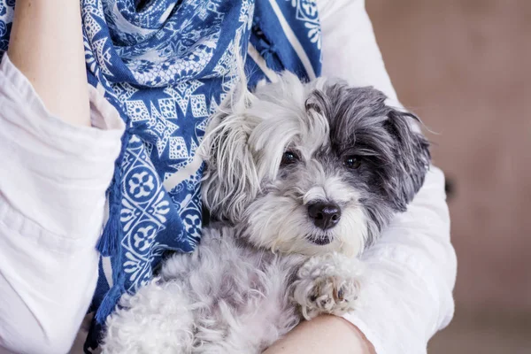 Kobieta Przytula Swojego Psa Havanese Domu — Zdjęcie stockowe