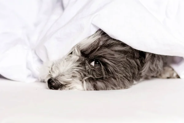 White Havanese Dog Śpi Łóżku — Zdjęcie stockowe