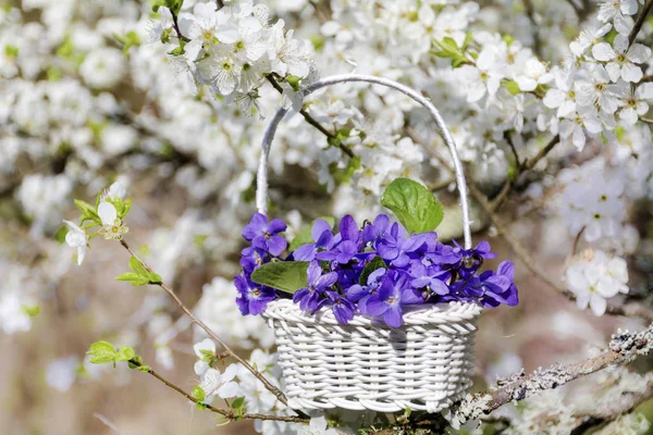 Όμορφες Βιολέτες Λουλούδια Ένα Μικρό Καλάθι Κρέμεται Ένα Ανθισμένο Δέντρο — Φωτογραφία Αρχείου