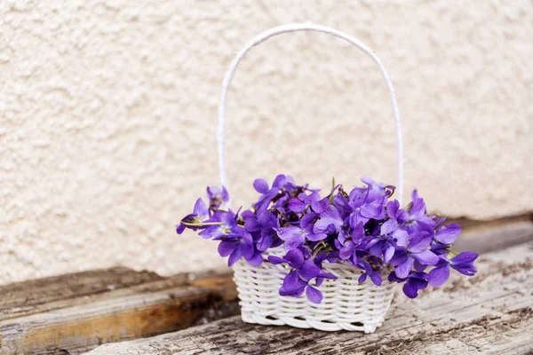 Flores Violetas Bonitas Uma Pequena Cesta Branca — Fotografia de Stock