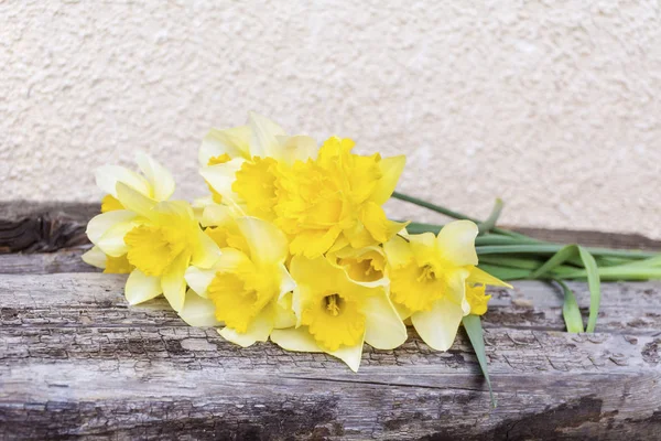 Closeup Yellow Narcissus Flowers — Stock Photo, Image