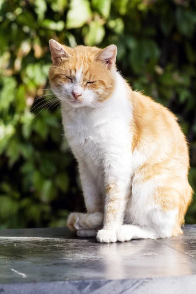 Schattig Wit Oranje Kat Zitten Buiten Met Gesloten Ogen Zon — Stockfoto