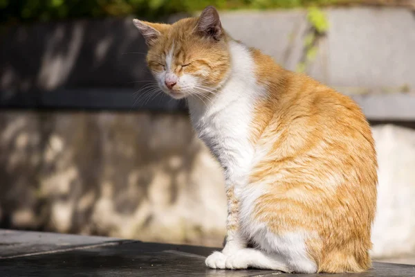 Niedliche Weiße Und Orangefarbene Katze Sitzt Draußen Mit Geschlossenen Augen — Stockfoto