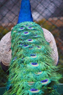 Güzel bir erkek tavus kuşu kuyruğunun kapanışı 