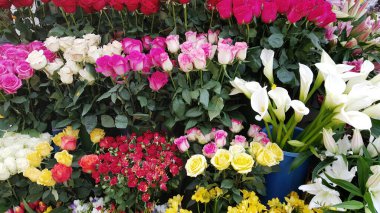 Bir Çiçek Dükkanında Bir Çok Çiçek Açar