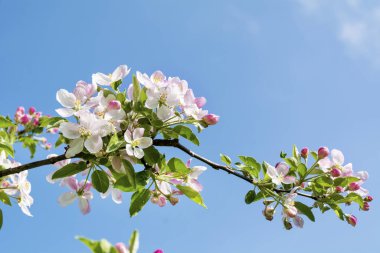 bahar kiraz çiçekleri mavi gökyüzü arka planında