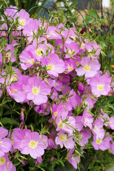 Virágzó Rózsaszín Este Primrose Virágok — Stock Fotó