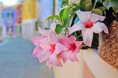 Pembe Mandevilla, Pencere Dekorasyonu İçin Tencerede Sallanan Çiçekler