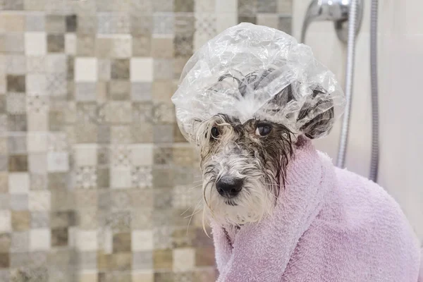 Wet Havanese Dog Após Bath Com Uma Toalha Rosa Tampa — Fotografia de Stock