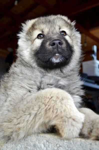 Fluffy Caucasian Baby Shepherd Dog — Stock Photo, Image