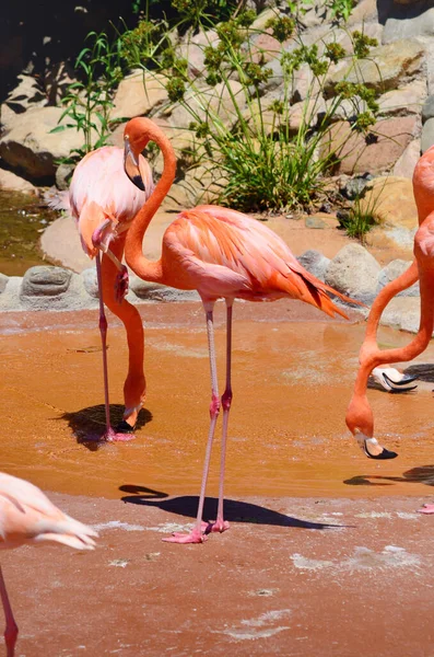 Pássaros Flamingo Rosa Uma Praia Tropical — Fotografia de Stock