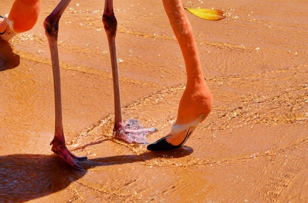 Pássaros Flamingo Rosa Uma Praia Tropical — Fotografia de Stock