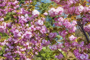 Bahar Kiraz Çiçekleri, Pembe Çiçekler Arkaplanı