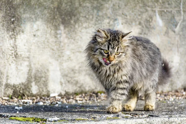 Kleine Grijze Schattige Kat Zittend Een Zon — Stockfoto