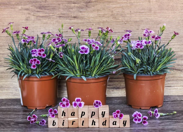 Boldog Születésnapot Üzenet Kockák Virágok Háttér — Stock Fotó