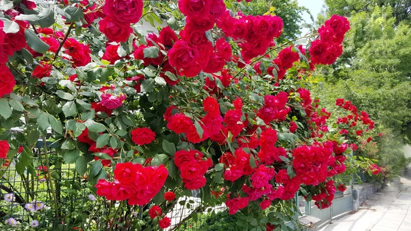 Rote Rose Bush Roses Blumen Hintergrund — Stockfoto