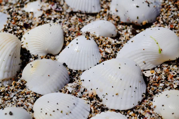 Seashells Sand Summer Holiday Concept — Stock Photo, Image
