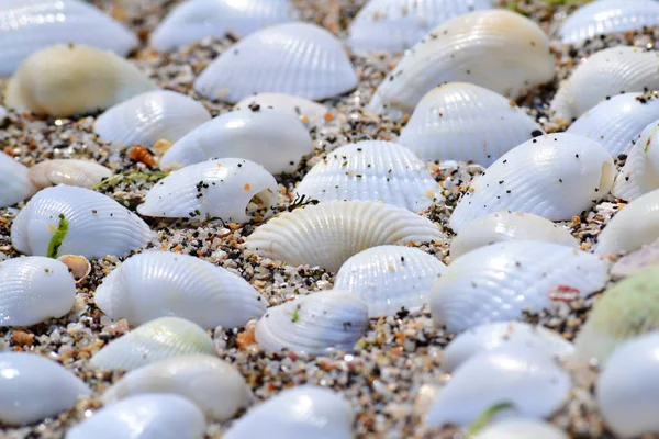 Seashells Sand Summer Holiday Concept — Stock Photo, Image