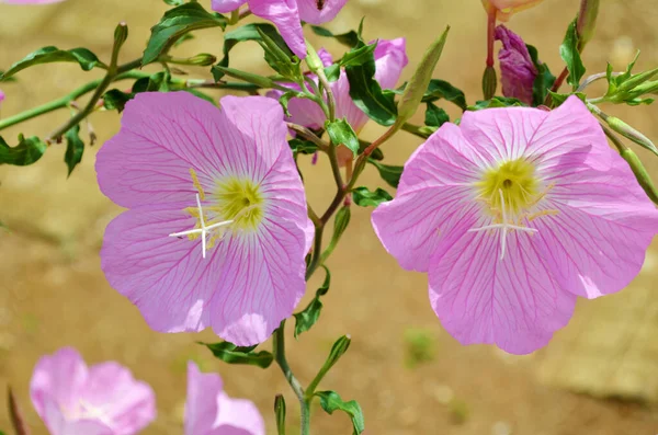 Κοντινό Πλάνο Της Άνθισης Ροζ Λουλούδια Primrose Βράδυ — Φωτογραφία Αρχείου