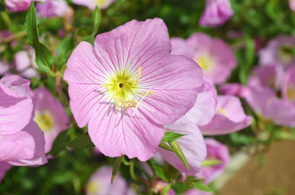분홍빛 꽃피는 — 스톡 사진
