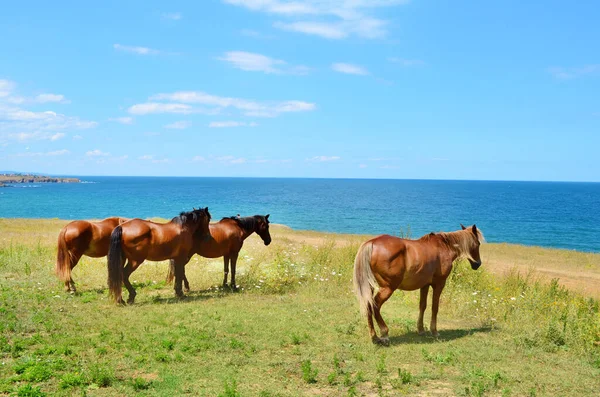 Caballos Marrones Prado Verde Sobre Mar — Foto de Stock