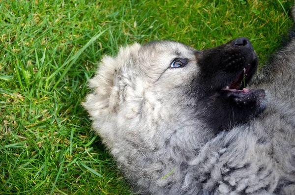 Χνουδωτός Καυκάσιος Ποιμενικός Σκύλος Ξαπλωμένος Πράσινο Γρασίδι — Φωτογραφία Αρχείου
