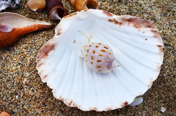 Seashells Sand Summer Holiday — Stock Photo, Image