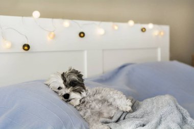 Beyaz Havan Köpeği İnsan Yatağında Rahatlıyor