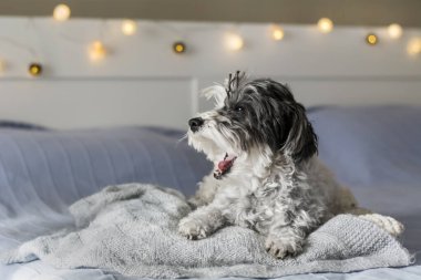 Beyaz Havan Köpeği İnsan Yatağında Rahatlıyor