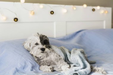 Beyaz Havan Köpeği İnsan Yatağında Rahatlıyor