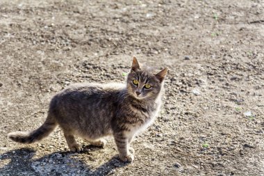 Arka Işıklı Gri Kedi Oturuyor