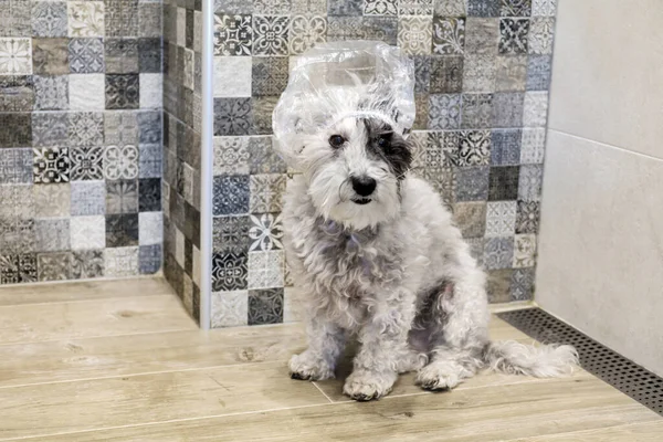 Wet Havanese Dog Após Banho Com Toalha Rosa — Fotografia de Stock