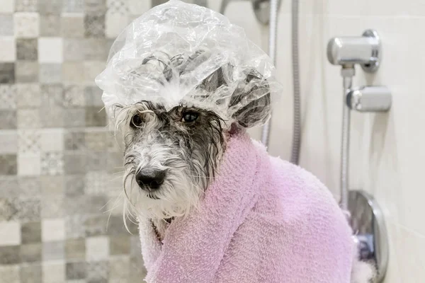 Wet Havanese Dog Após Banho Com Toalha Rosa — Fotografia de Stock