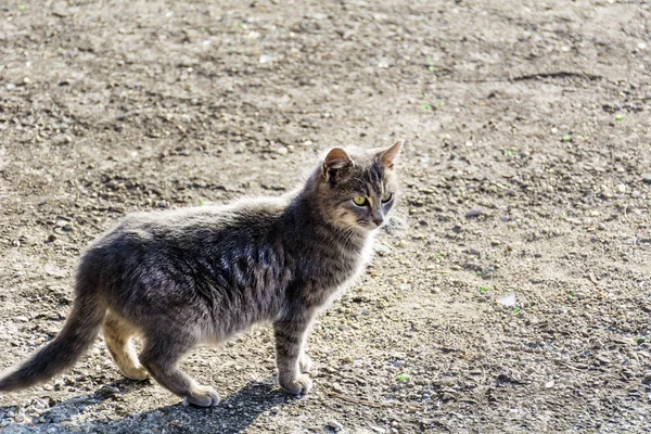 Arka Işıklı Gri Kedi Oturuyor — Stok fotoğraf